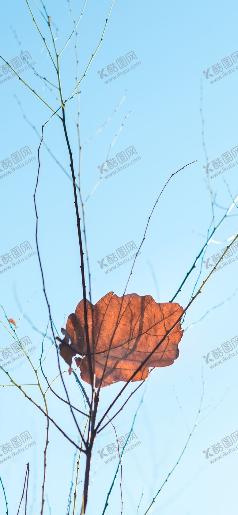 编号：45407409232016031500【酷图网】源文件下载-手机壁纸