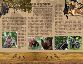 非洲灵长类