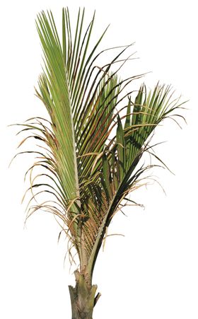 树叶绿叶植物免扣素材