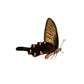 蝴蝶透明PNG免扣