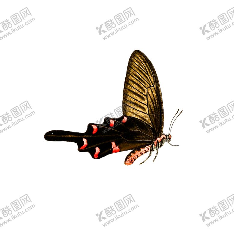编号：30550910191600475640【酷图网】源文件下载-蝴蝶透明PNG免扣