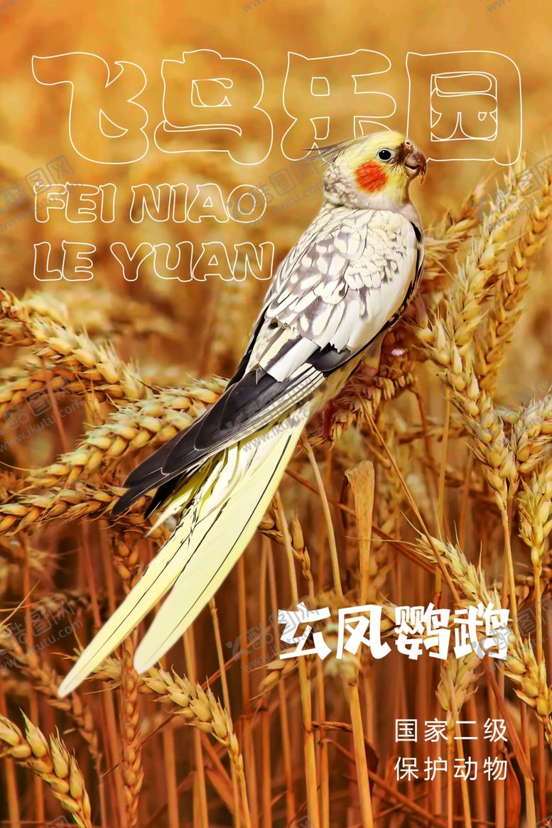 编号：27656201200703134552【酷图网】源文件下载-玄凤鹦鹉