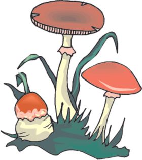 蘑菇