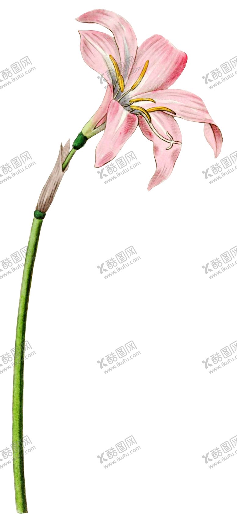 编号：12183409270242399127【酷图网】源文件下载-鲜花素材