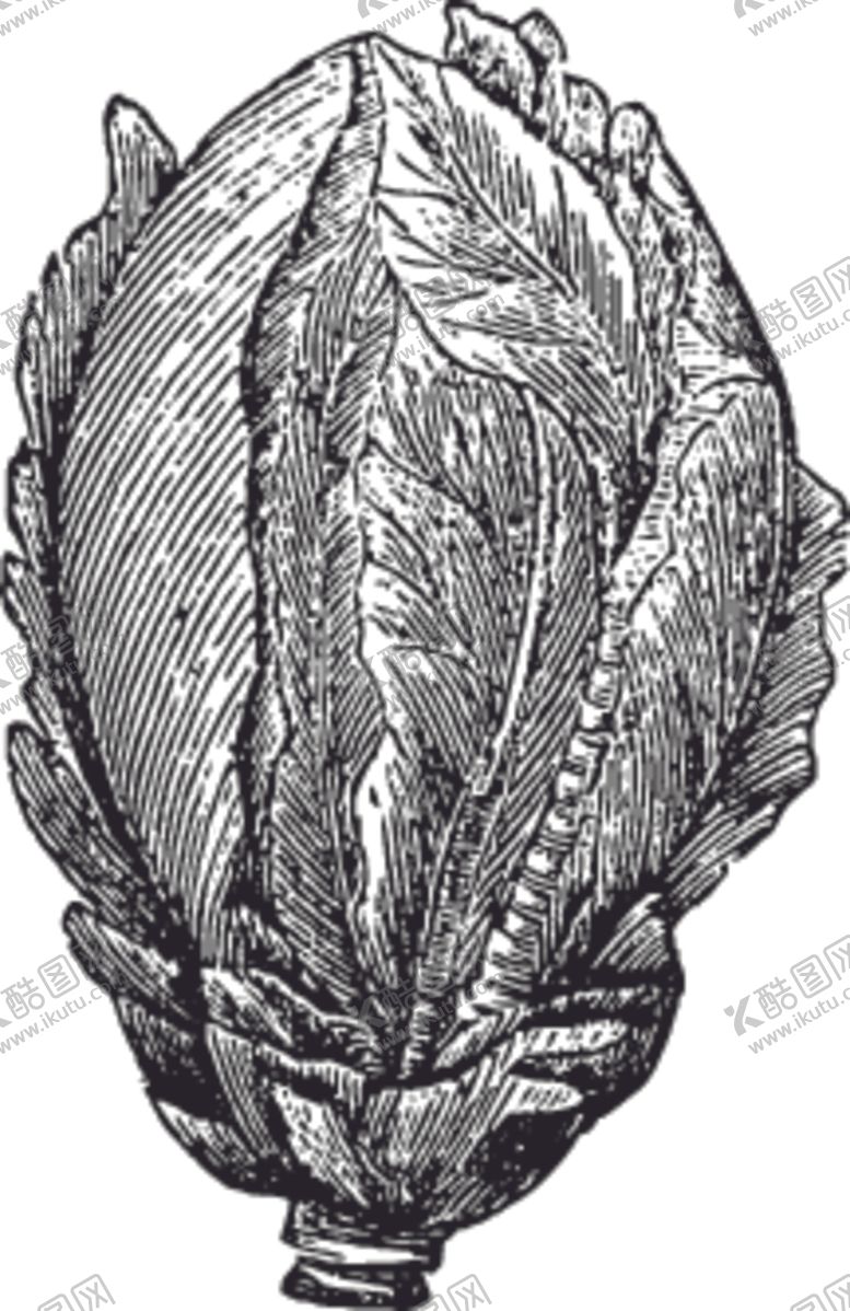 编号：45244009162220457236【酷图网】源文件下载-素描手绘蔬菜