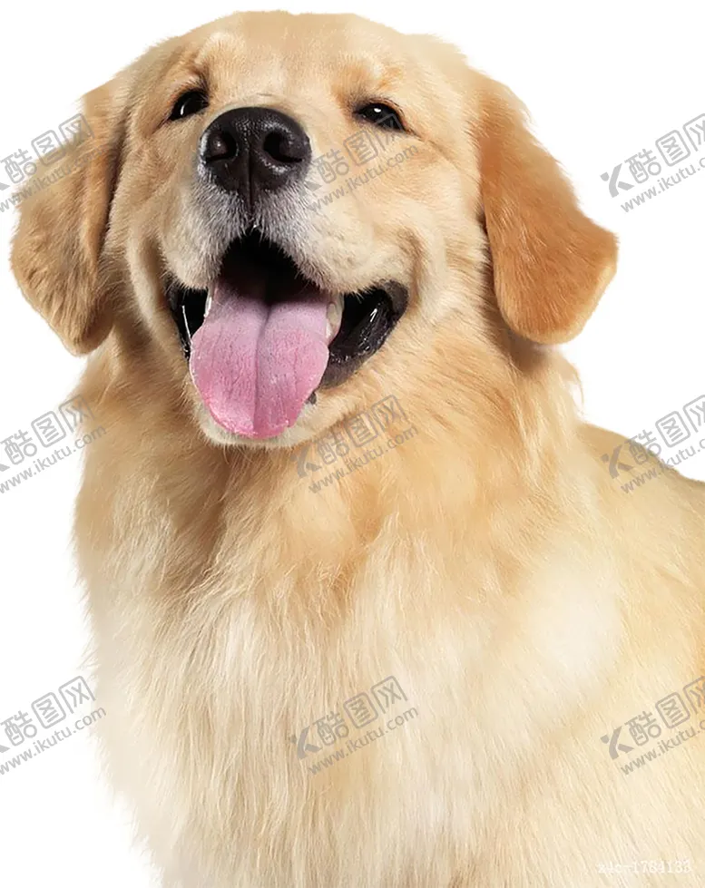 编号：73239603161244141346【酷图网】源文件下载-金毛