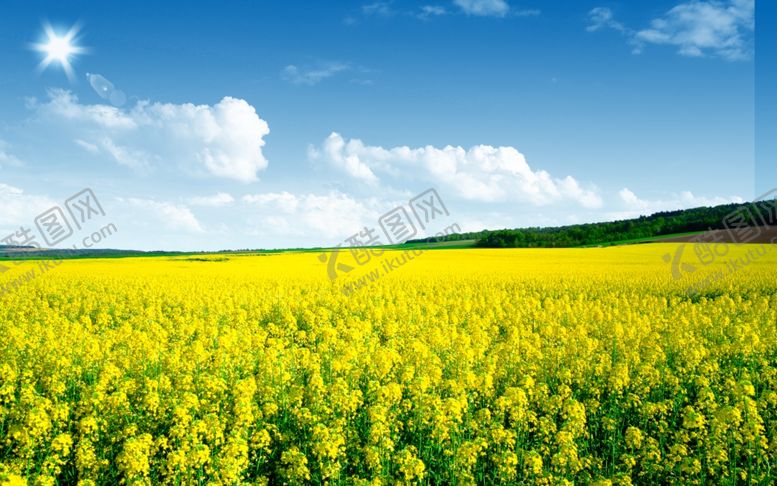编号：12366905060834256126【酷图网】源文件下载-油菜花