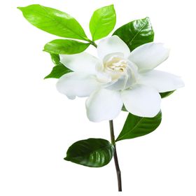 手绘植物花卉清新森系草框