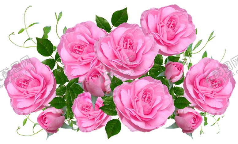 编号：18156510300301333408【酷图网】源文件下载-牡丹