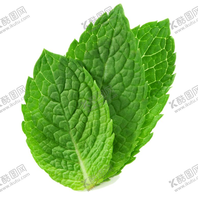 编号：61550907062112018642【酷图网】源文件下载-薄荷