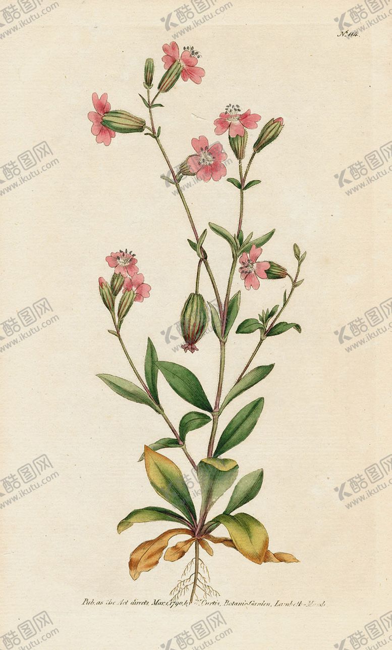 编号：52176705081748091428【酷图网】源文件下载-欧式复古色调花朵植物