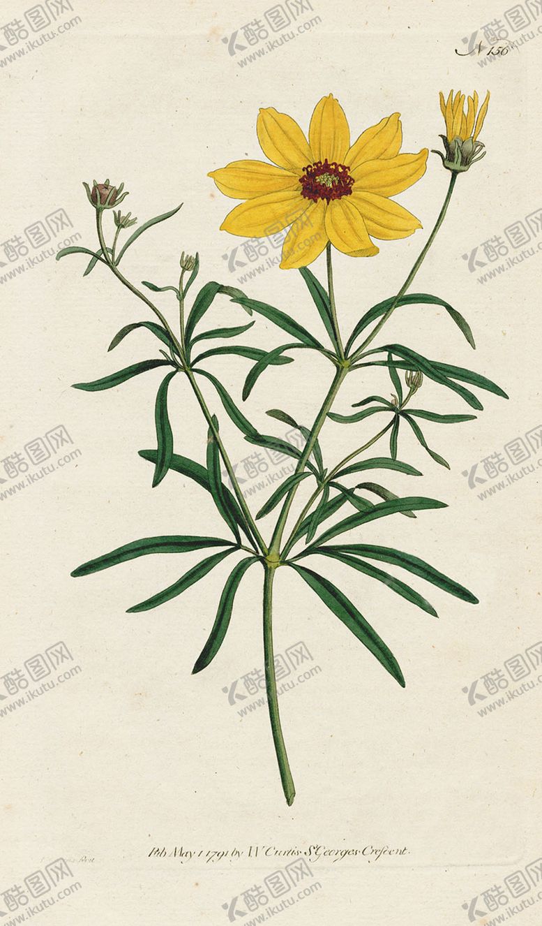 编号：43843109292244168462【酷图网】源文件下载-欧式复古色调花朵植物