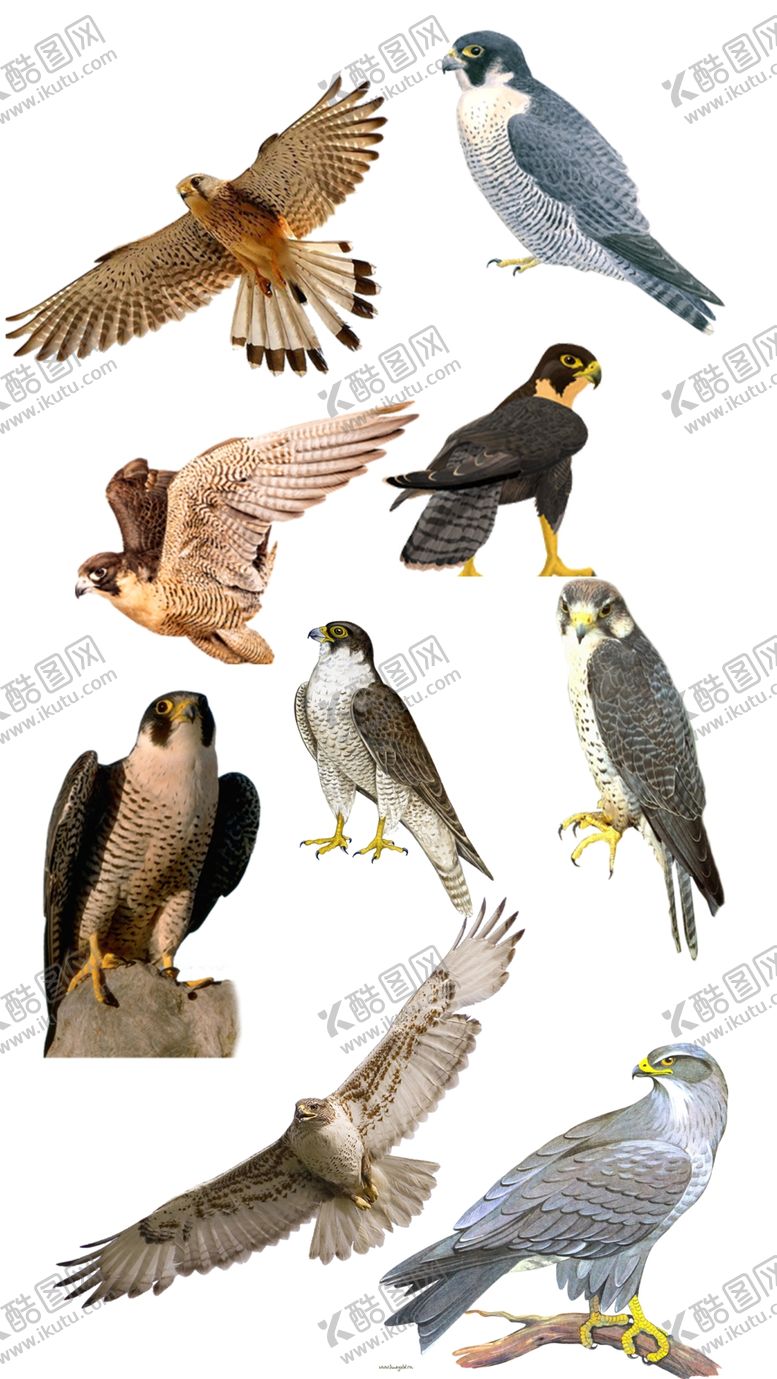 编号：34982010021111147836【酷图网】源文件下载-高清免扣猎鹰素材