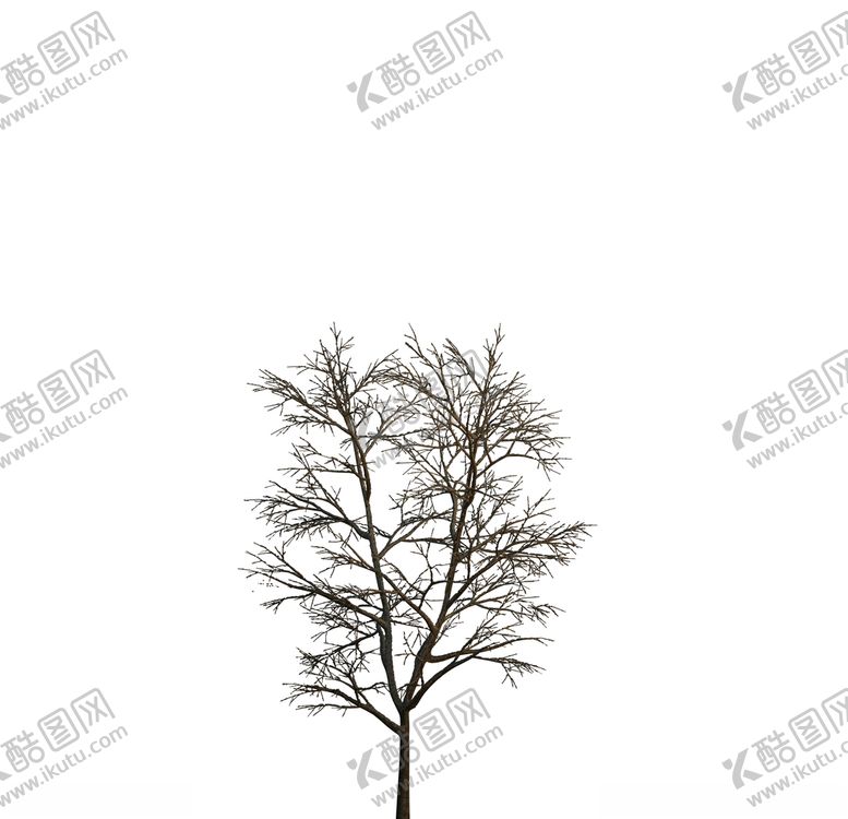 编号：83268109242023312542【酷图网】源文件下载-树木