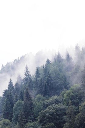山林