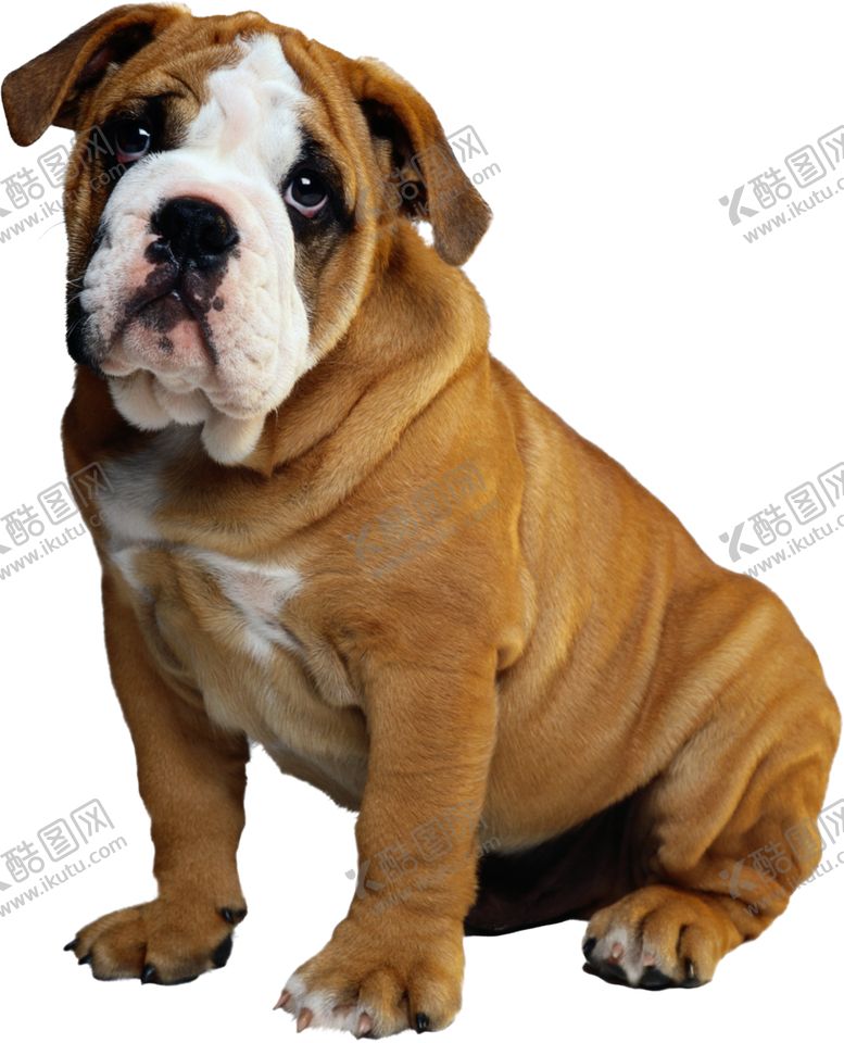 编号：82407009090224089524【酷图网】源文件下载-宠物狗图案