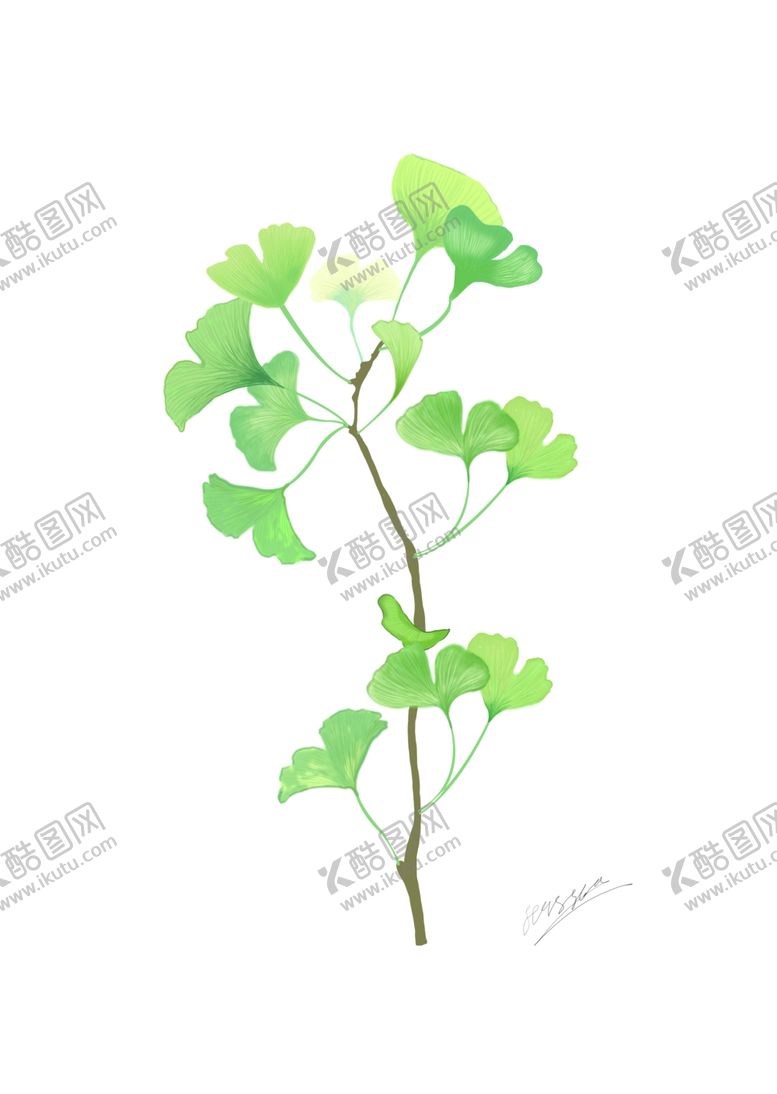 编号：60378107131421508458【酷图网】源文件下载-银杏叶子