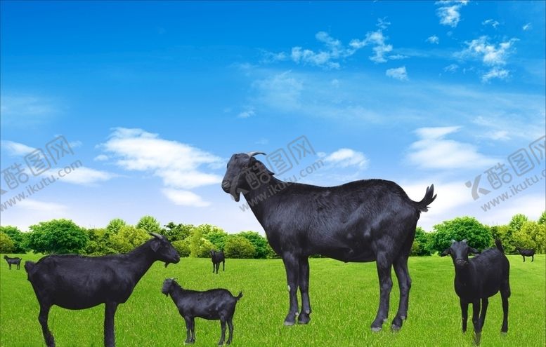 编号：22617710091537181703【酷图网】源文件下载-黑山羊