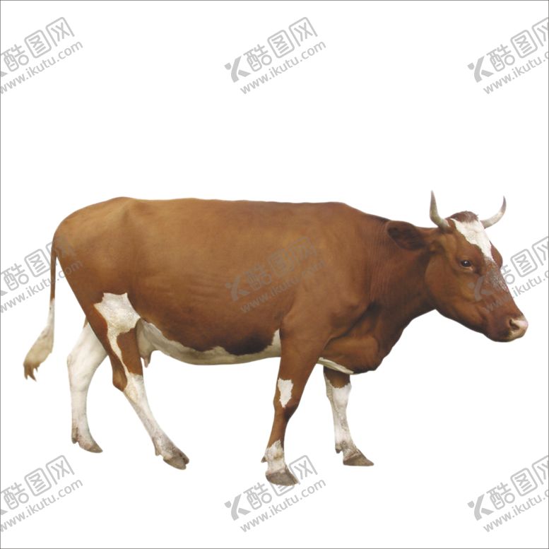 编号：34386310150009008355【酷图网】源文件下载-黄牛