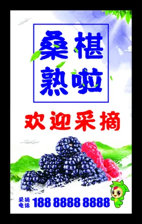 桑葚熟啦