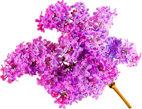 鲜花装饰郁金香边纹朵底纹康乃馨
