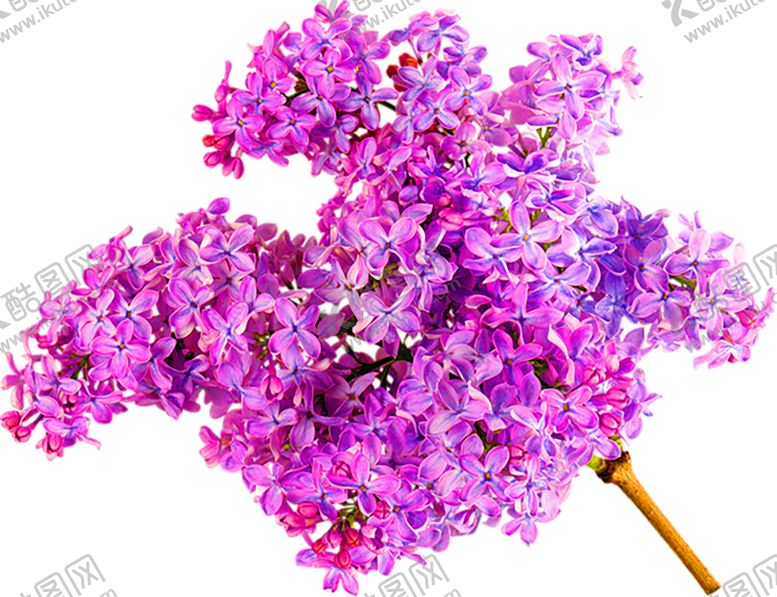 编号：94249305181034132749【酷图网】源文件下载-鲜花装饰