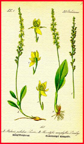 花朵植物