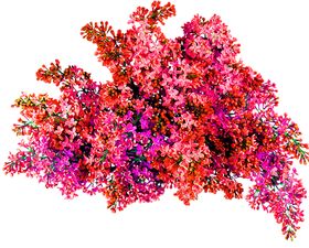 花素材朵朵底纹小清新朵