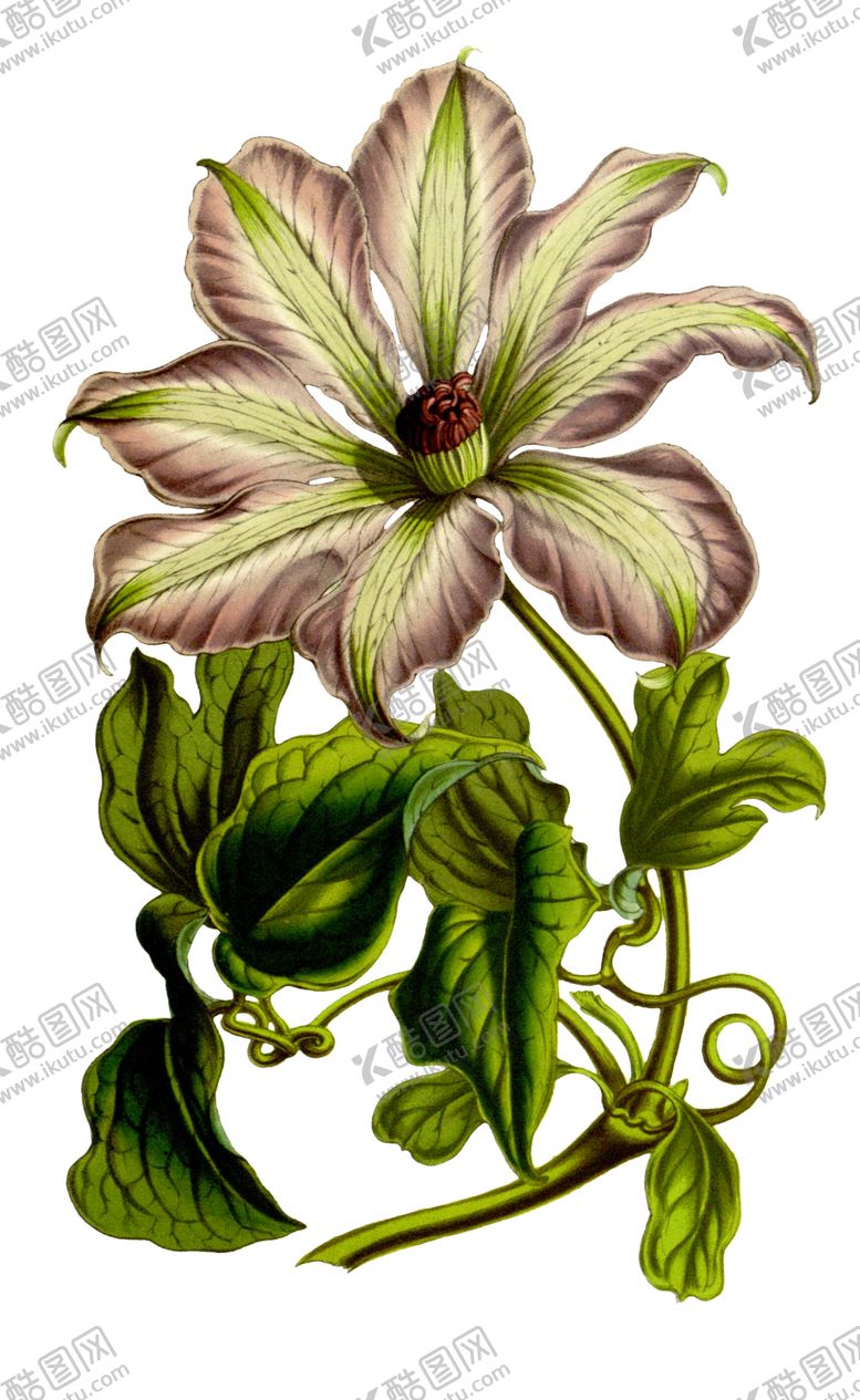 编号：19993410081724023336【酷图网】源文件下载-复古鲜花主题装饰图案