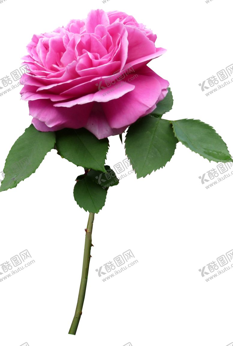 编号：71634802150456191313【酷图网】源文件下载-玫瑰花