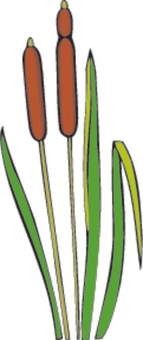 芦苇
