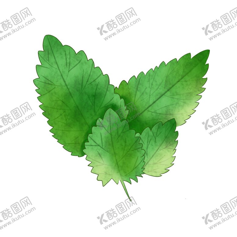 编号：54475506291330109836【酷图网】源文件下载-薄荷植物元素