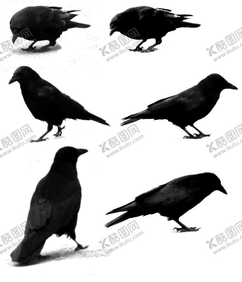 编号：83516105030450324266【酷图网】源文件下载-乌鸦