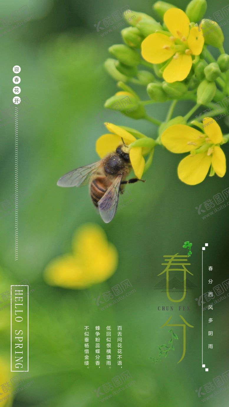 编号：26677510230124022972【酷图网】源文件下载-油菜花