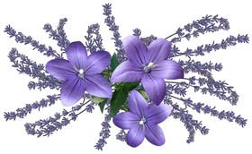 薰衣草