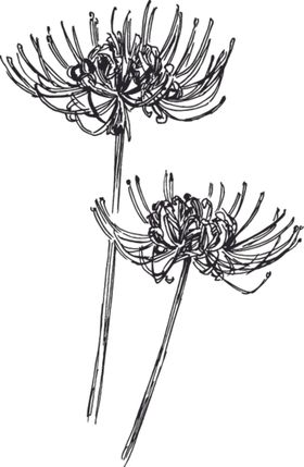 素描鲜花