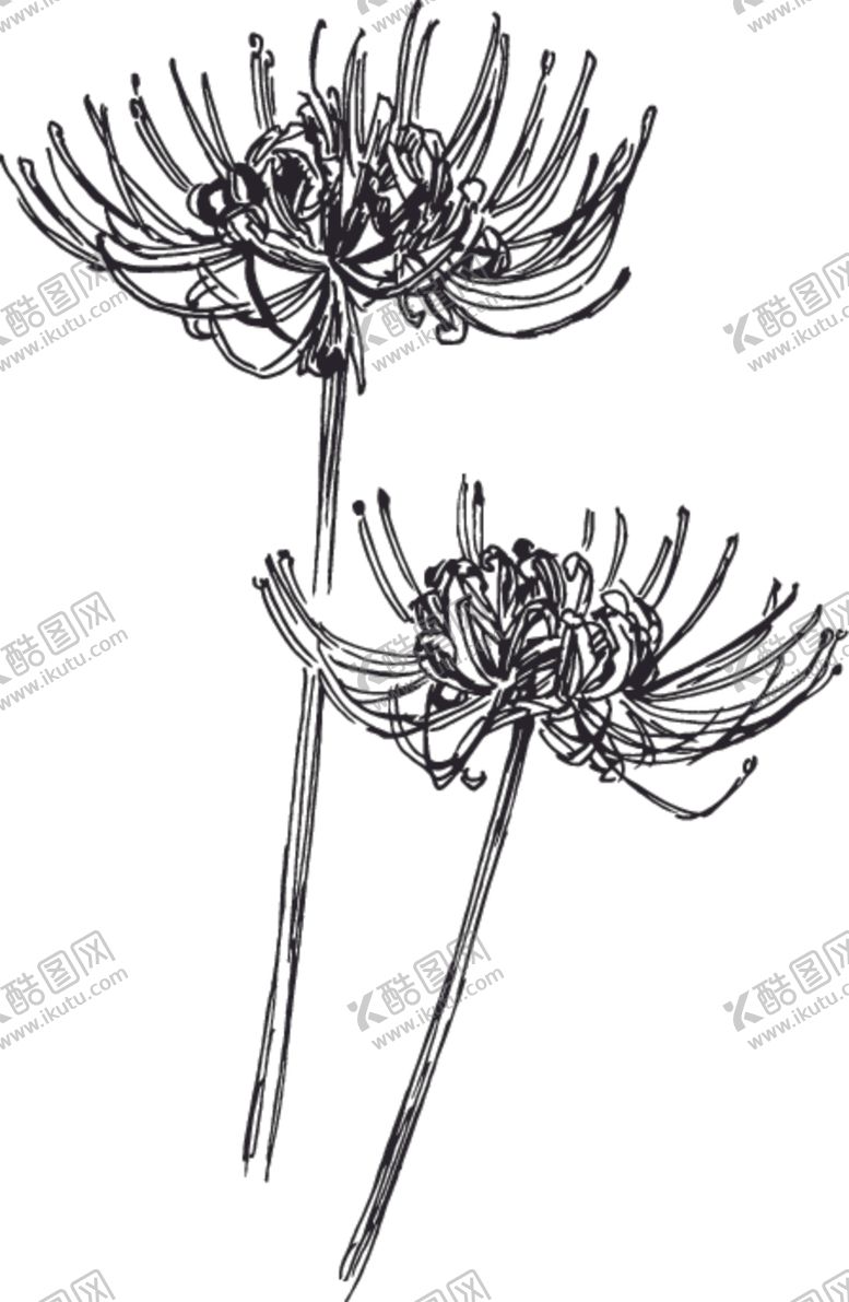 编号：94599909270949036604【酷图网】源文件下载-素描鲜花