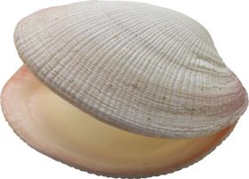 贝壳