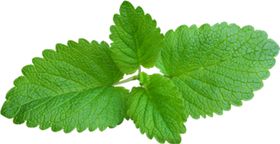 薄荷
