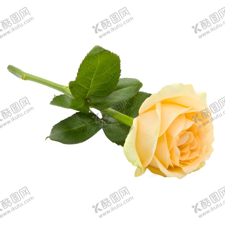 编号：81754810111513213690【酷图网】源文件下载-玫瑰花装饰素材