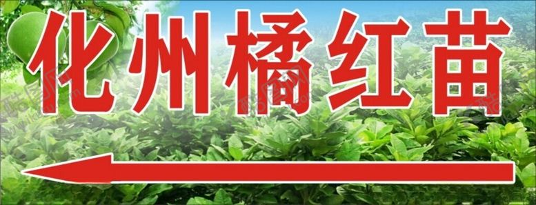 编号：28696001141604567933【酷图网】源文件下载-化州橘红苗广告
