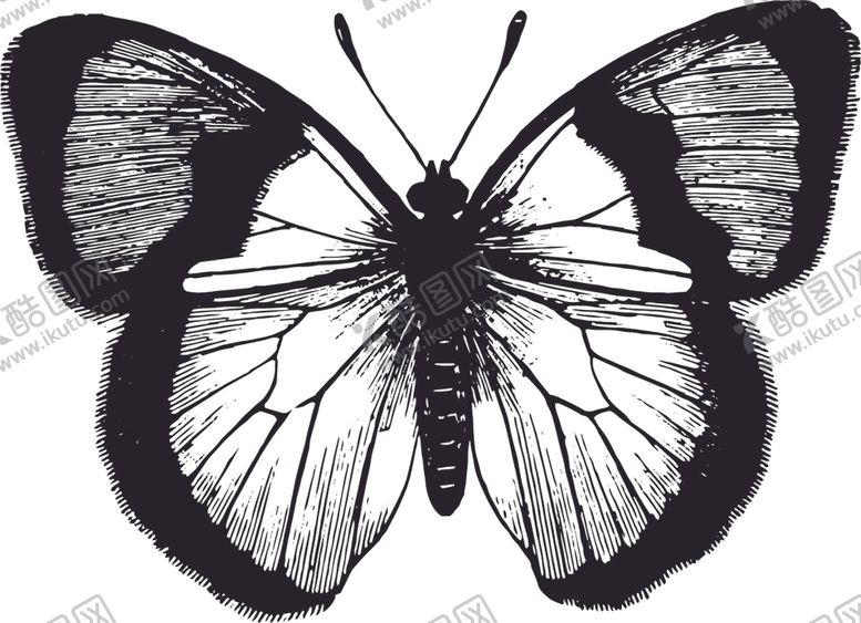 编号：82517210172347582716【酷图网】源文件下载-自然昆虫蝴蝶标本插画
