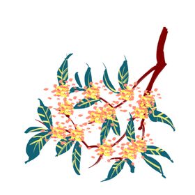 手绘桂花png免抠素材设计海报中国风插画茶