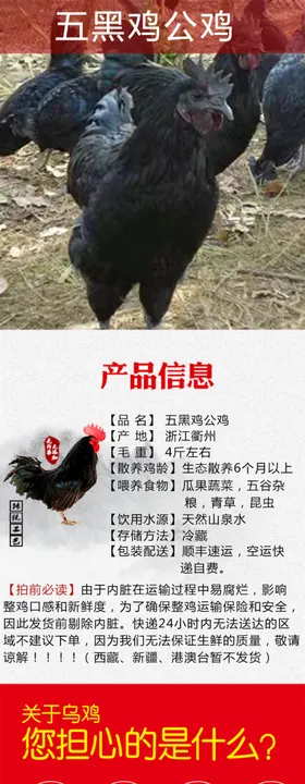人参五黑鸡