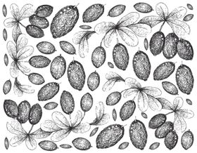 线描植物