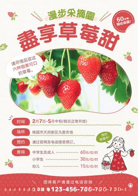 草莓采摘季