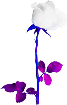 花素材红玫瑰桔梗百合