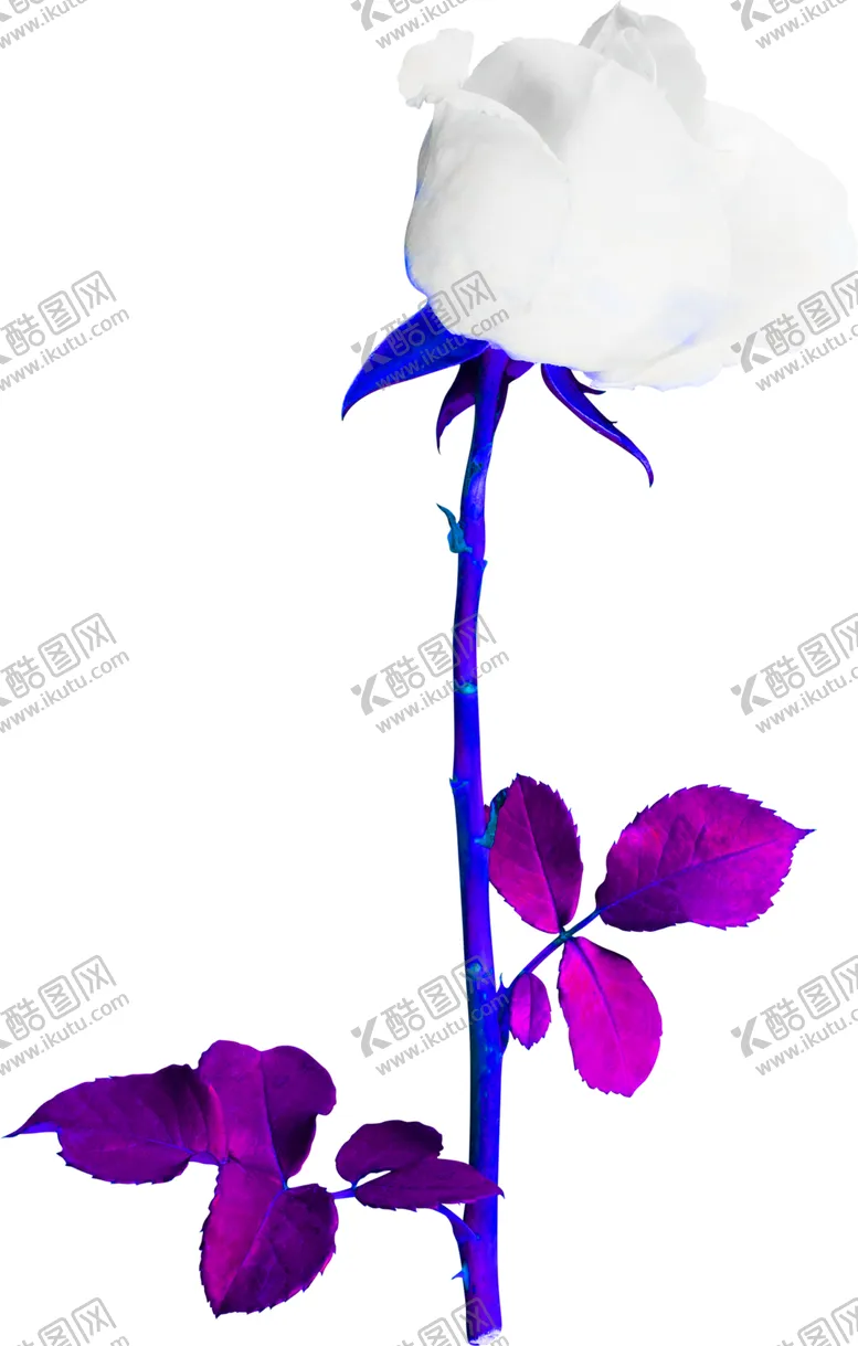 编号：86656404241421148419【酷图网】源文件下载-花素材