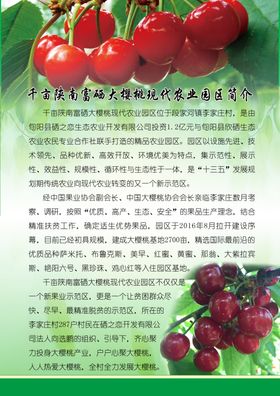 千亩大樱桃项目简介