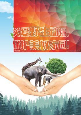 关爱野生动物
